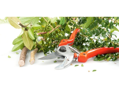 Осенняя обрезка деревьев: советы и выбор секатора