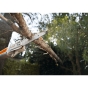 Акумуляторний висоторіз Stihl НТА 50 - 5