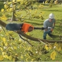 Висоторіз акумуляторний зі штангою BLACK+DECKER GPC1820L20 - 4