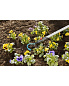 Культиватор Gardena Combisystem 3,6 см (03132-20) Фото 2